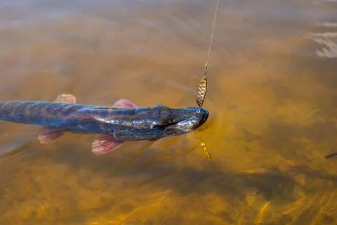Fishing Foto stock