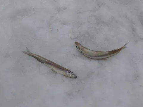 Fishing Stock Photos