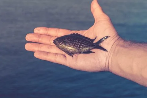 Fishing Stock Photos