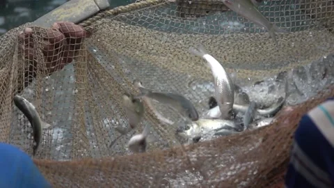 Fishing in pond Stock Footage 167756657