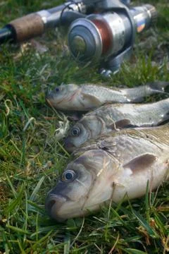 Fishing for Prussian carp Foto stock