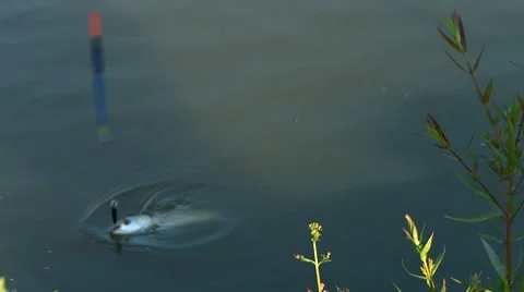 Fishing pulling fish Stock Footage 7901616