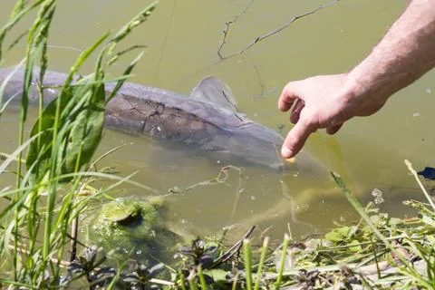 Fishing, pulling a large fish out of the water with my hand, which is entangl Foto stock