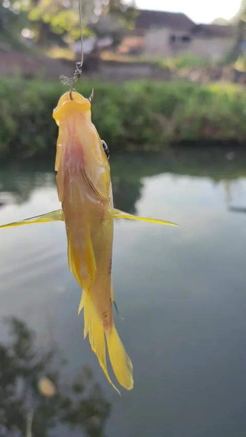Fishing for red devil (Midas cichlid) fish Stock Footage 293588253