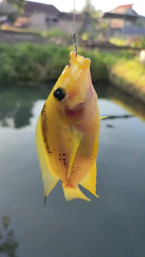 Fishing for red devil (Midas cichlid) fish Stock Footage 293588288