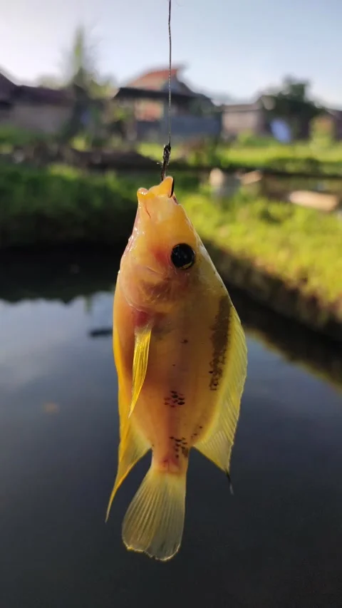 Fishing for red devil (Midas cichlid) fish Stock Footage 293588349