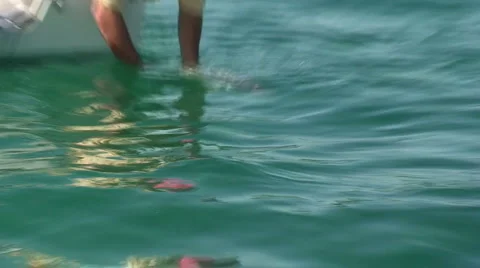 Fishing Release Stock Footage 981507