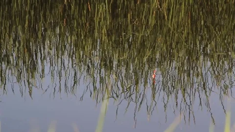 Fishing on the rive Video stock 83034454