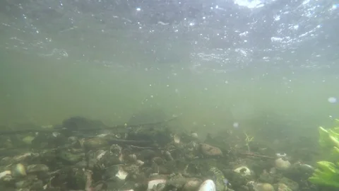 Fishing in river and stream Stock Footage 80374017