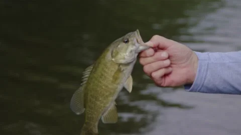 Fishing on a river Stock Footage 137536626