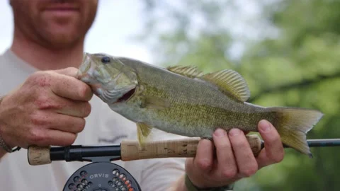 Fishing on a river in the woods Stock Footage 137539083