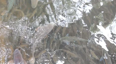 Fishing in rivers feeding Stock Footage 65333242