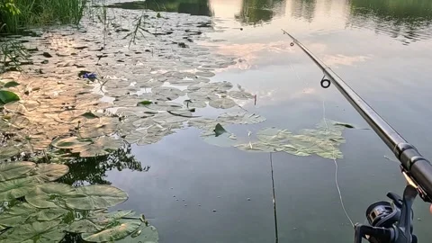 Fishing Rod Extending Over Lake Water With Lily Pads 스톡 동영상 340564587