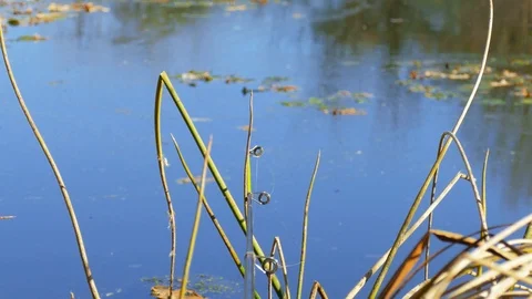 Fishing rod in the pond Stock Footage 119686150