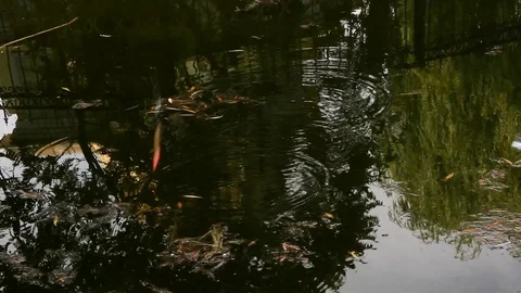 Fishing rod sinks into a dark polluted pond Stock Footage 114638253
