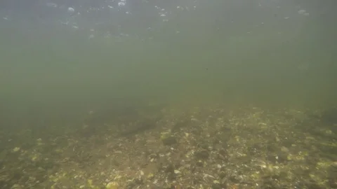 Fishing with ros and waders underwater Video stock 80374192