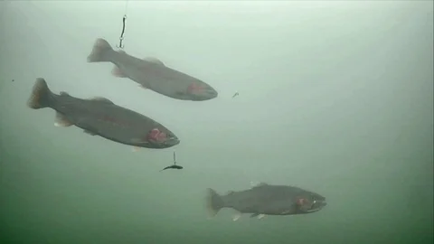 Fishing - School of 12 rainbow trout, most ignore the baits Stock Footage 123858735