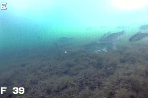 Fishing - A School of Rainbow Trout, One Takes the Bait,  Fights the Line Stock Footage 125725767