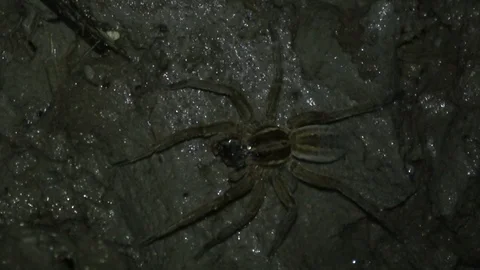 Fishing Spider, Cambodia Stock-Footage 121542325