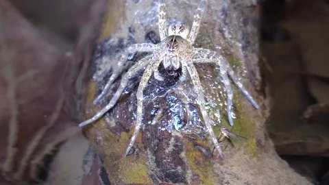 Fishing spider eating a bug Stock Footage 95839528