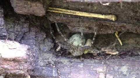 Fishing spider with egg sack under log Stock Footage 79371697