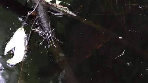 Fishing spider Video stock 50613767