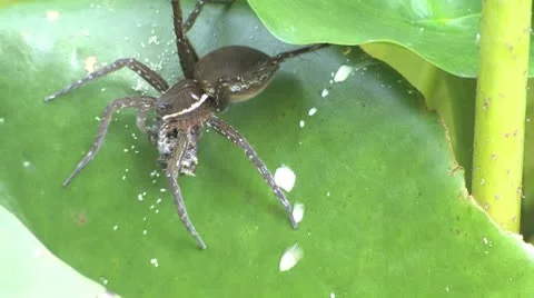 Fishing spider with prey Stock Footage 8948058