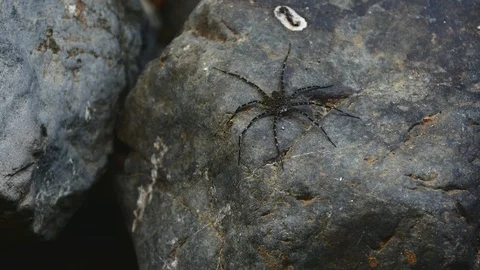 Fishing spider on rock Stock Footage 126726336
