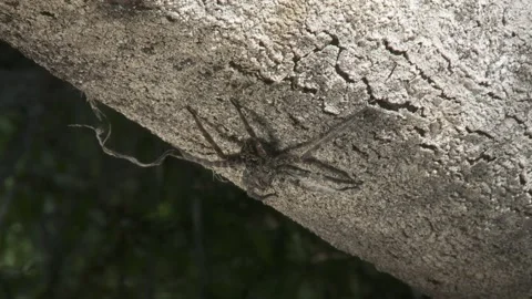 Fishing Spider waiting for prey Stock Footage 131886986