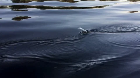 Fishing spinner in the form of a small fish floats in the river Stock Footage 113223676
