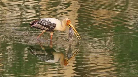 Fishing Stork1 Stock Footage 11186814