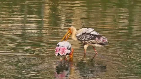 Fishing Stork3 Stock Footage