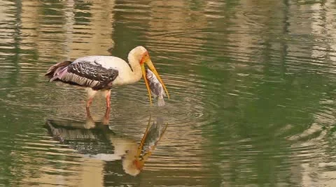 Fishing Storks2 Stock Footage 11182496