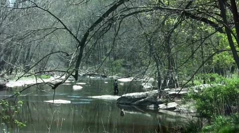 Fishing in a stream Stock Footage 115658