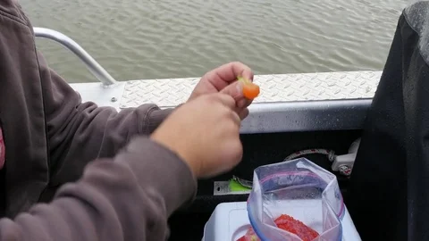 Fishing sturgeon. Making a bait (variant). Stock-Footage 74711028