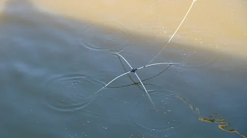 Fishing tackle "spider" Stock Footage 152113088