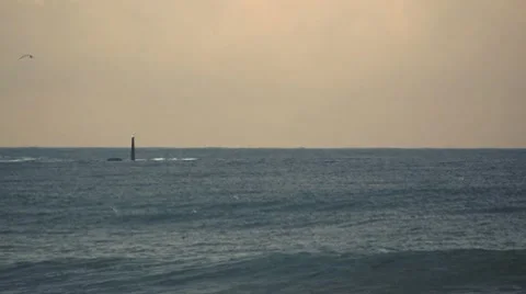 Fishing terns 库存影片 7742130