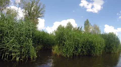 Fishing in the thicket Video stock 40304223