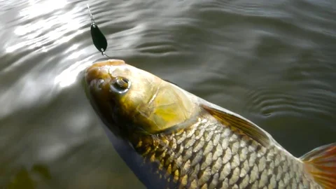 Fishing trophy - chub on the surface Stock Footage 80424463