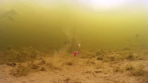 Fishing under water Stock Footage 73578819