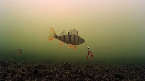 Fishing Underwater video Stock Footage 74175151