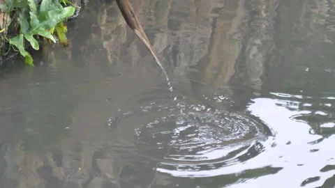 Fishing using pointed bamboo. Stock Footage 172551660