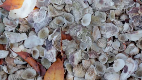 Fishing village beach filled with empty shells Stock Footage 304871631