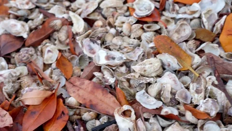 Fishing village beach filled with empty shells Stock Footage 304872022