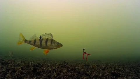 On fishing when the fish is not caught Fisherman thinks that there is no fish Stock Footage 74228366