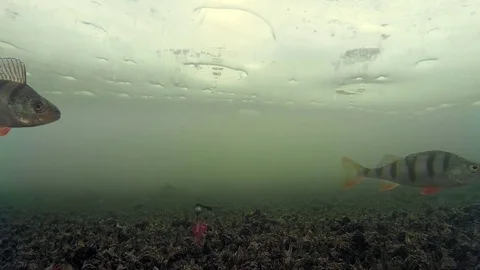 Fishing in the winter under the ice and water, fish bad caught Stock Footage 82487571