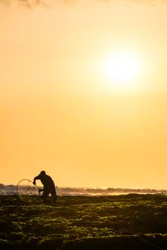 Fishing Worker Using Net Use Nets Netting Hardwork Work Looking Fish Snail Lobst Stock Photos