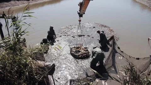 Fishing Workers Harvesting Large Fish From Pond With Crane Stock Footage 322792973