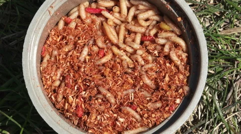 Fishing worms 4K Stock Footage 49271431