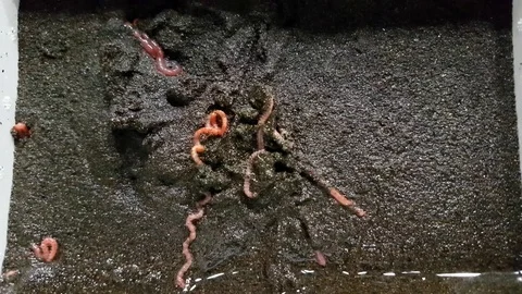 Fishing worms Video stock 82140854